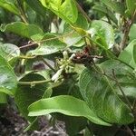 Parsonsia franchetii (Хабитус)