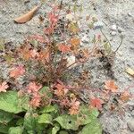 Geranium lucidum Feuille