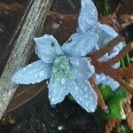 Scilla mischtschenkoana Flower