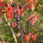 Aronia × prunifolia Meyve