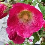 Alcea setosa ফুল