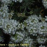 Hormathophylla halimifolia Flor