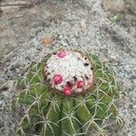 Melocactus matanzanusपत्ता