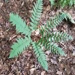 Dryopteris marginalis Habit