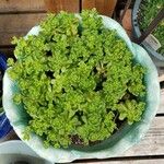 Sedum oreganum पत्ता