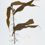 Bactris gastoniana Hoja