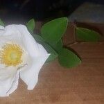 Rosa laevigata Λουλούδι