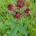 Comarum palustre Habit