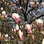 Magnolia x soulangeana Άλλα