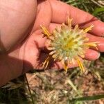 Amblyolepis setigera Flower