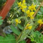 Solanum lycopersicumFlors