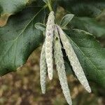 Garrya elliptica Çiçek