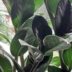 Zamioculcas zamiifolia Blatt