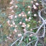 Erica ciliaris 花