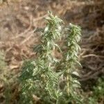 Amaranthus blitoides Folla
