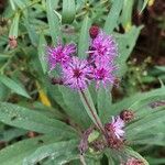 Vernonia noveboracensis Flower