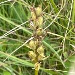 Dactylorhiza maculata Frucht