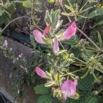 Ononis spinosa Цветок