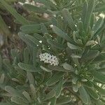 Tournefortia gnaphalodes Blomst