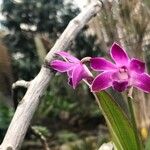 Dendrobium kingianum Flor