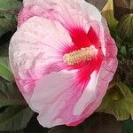 Hibiscus sabdariffa Kvet