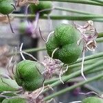 Allium nigrum ഫലം