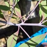 Eucalyptus caesia Bark