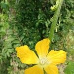 Benincasa hispida Flor