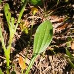 Scorpiurus vermiculatus Leaf