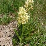 Dactylorhiza sambucinaFlower