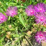 Delosperma cooperi Hábito