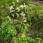 Aquilegia vulgaris Flower