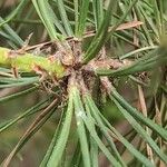 Pinus rigida पत्ता