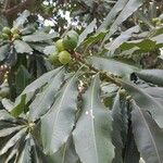 Macadamia integrifolia Φύλλο