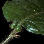 Hirtella physophora 葉