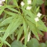 Galium aristatum Fulla