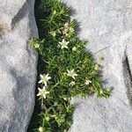 Moehringia ciliata Flower