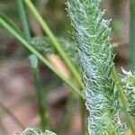 Achillea tomentosa पत्ता