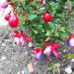Fuchsia magellanicaFlower