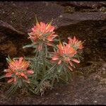 Castilleja coccinea Habit