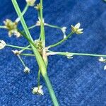 Juncus subnodulosus Blatt