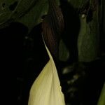 Urospatha grandis Flower