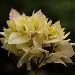 Bougainvillea buttiana Flower