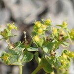 Euphorbia herniariifolia