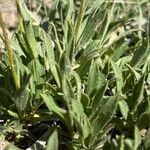 Stenotus acaulis Hoja