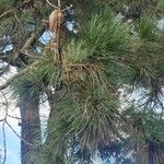 Pinus radiata 葉
