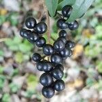 Ligustrum vulgare Fruit