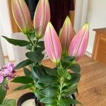 Lilium longiflorum Blomst