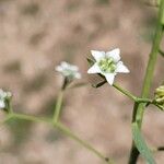 Thesium linophyllon Žiedas