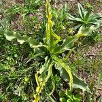 Tragopogon porrifoliusLeaf